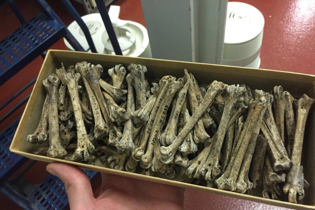 Albatross Came Back to Vancouver Island to Feed Over Hundreds of Generations: Study