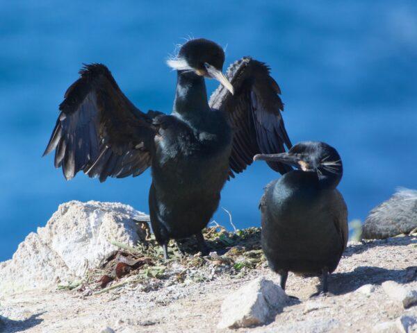 A male Brandt’s cormorant tries to impress a potential mate. (courtesy of Karen Gough)