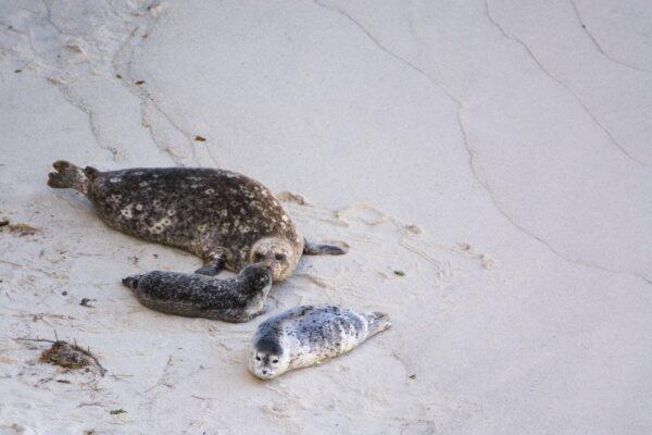 A mother harbor seal bonds with her pup. Another pup lays close by. (courtesy of Karen Gough)