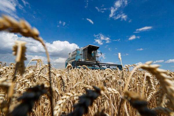 A combine harvester gathers wheat in a field near the village of Hrebeni in Kyiv region, Ukraine, on July 17, 2020. (Valentyn Ogirenko/Reuters)