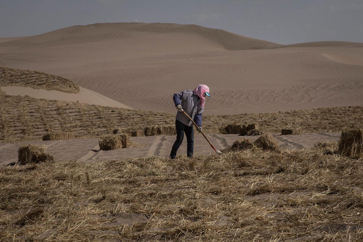 Local women pave straw before planting trees in the desert at Mingqin county on March 28th, 2019 in Wuwei, Gansu Province, China. (Wang HE/Getty Images)