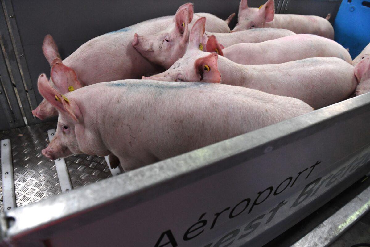 Pigs entering a cage to be loaded onto a cargo plane en route to China from the Brest-Bretagne Airport in Guipavas, France, on March 10, 2020.  (Fred Tanneau/AFP via Getty Images)