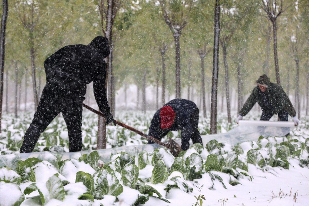 Farmers cover a vegetable crop with plastic film during a snowfall in Binzhou, Shandong Province on Nov. 7, 2021.(STR/AFP via Getty Images)