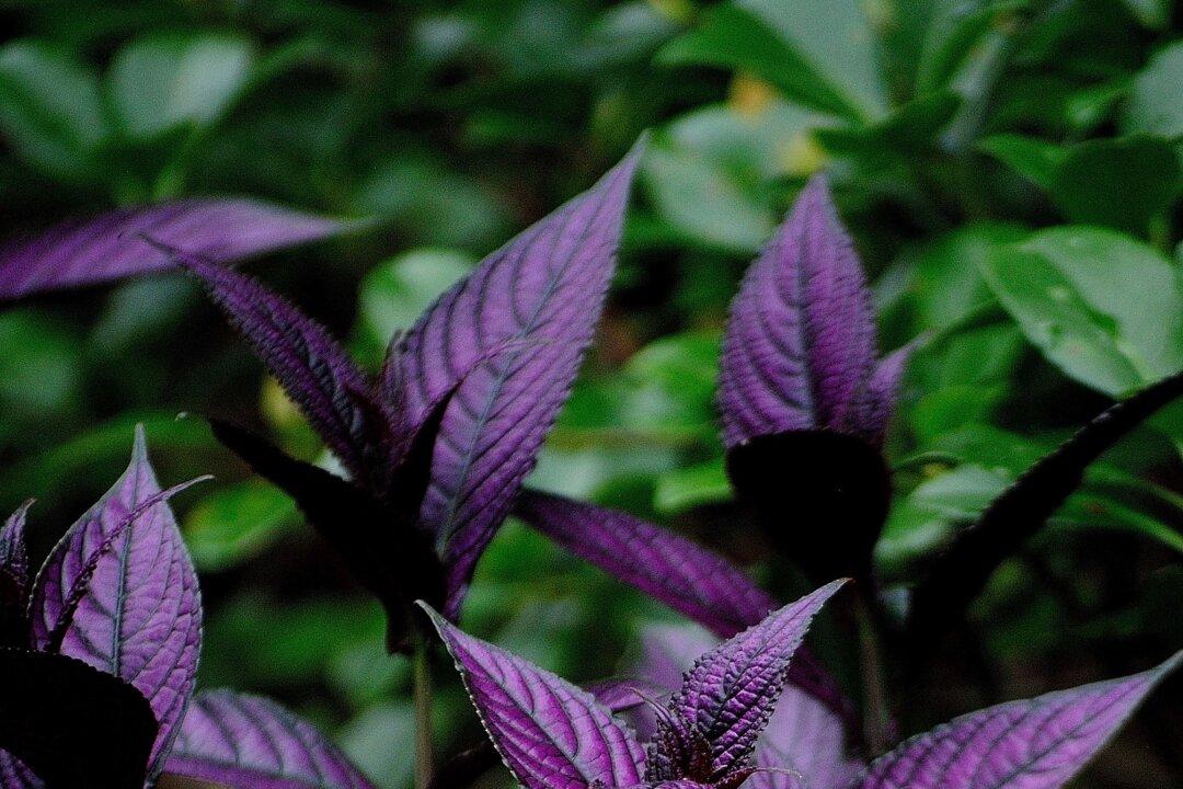 On Gardening: Persian Shield Is Beautifully Exotic