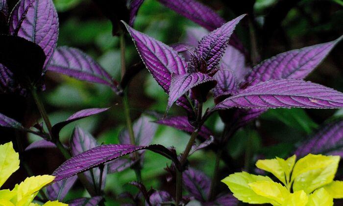 On Gardening: Persian Shield Is Beautifully Exotic