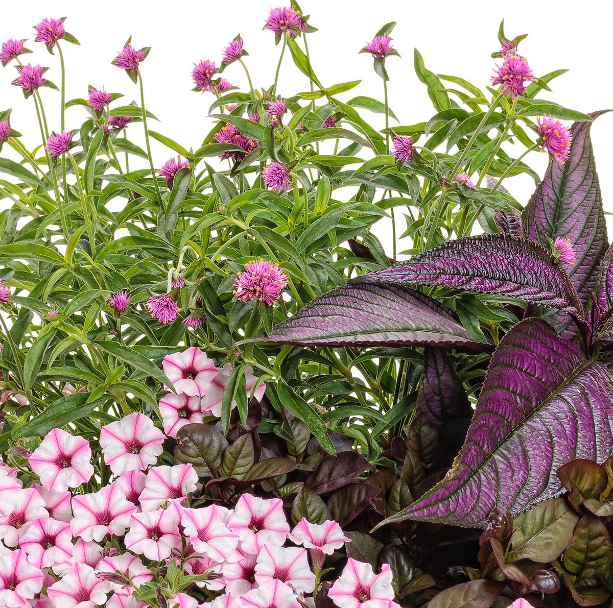 ‘This is the Life’ is a recipe that features Truffula Pink gomphrena, Supertunia Mini Vista Pink Star, and Plum Dandy alternanthera along with Persian Shield. (Provided photo by Chris Brown Photography/TNS)