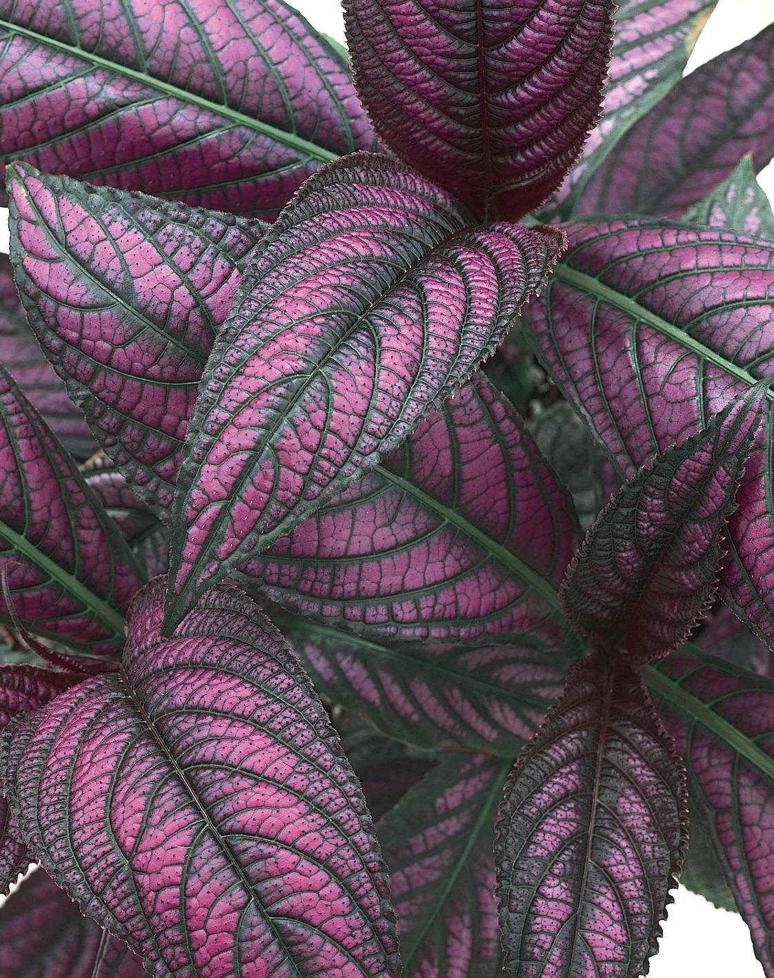 Persian Shield produces 8-inch-long leaves that are iridescent in shades of purple, lilac and pink with purple-maroon on the undersides. (Norman Winter/TNS)