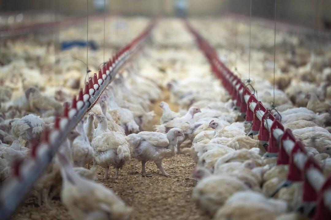 BC Poultry Farmers Uniquely Equipped to Respond to Possible Avian Flu