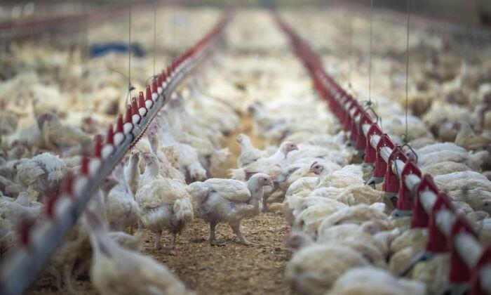 BC Poultry Farmers Uniquely Equipped to Respond to Possible Avian Flu