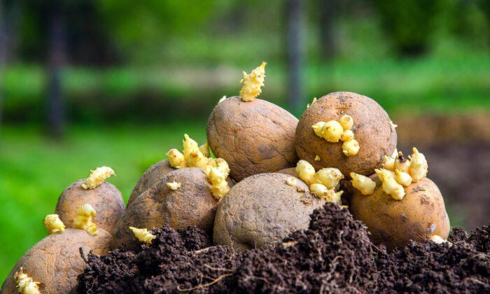 Potato Seeds or Seed Potatoes?