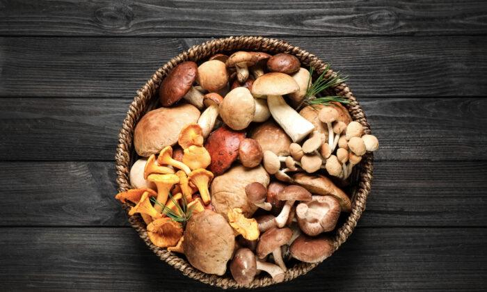 6 Medicinal Mushrooms for Health and Wellness