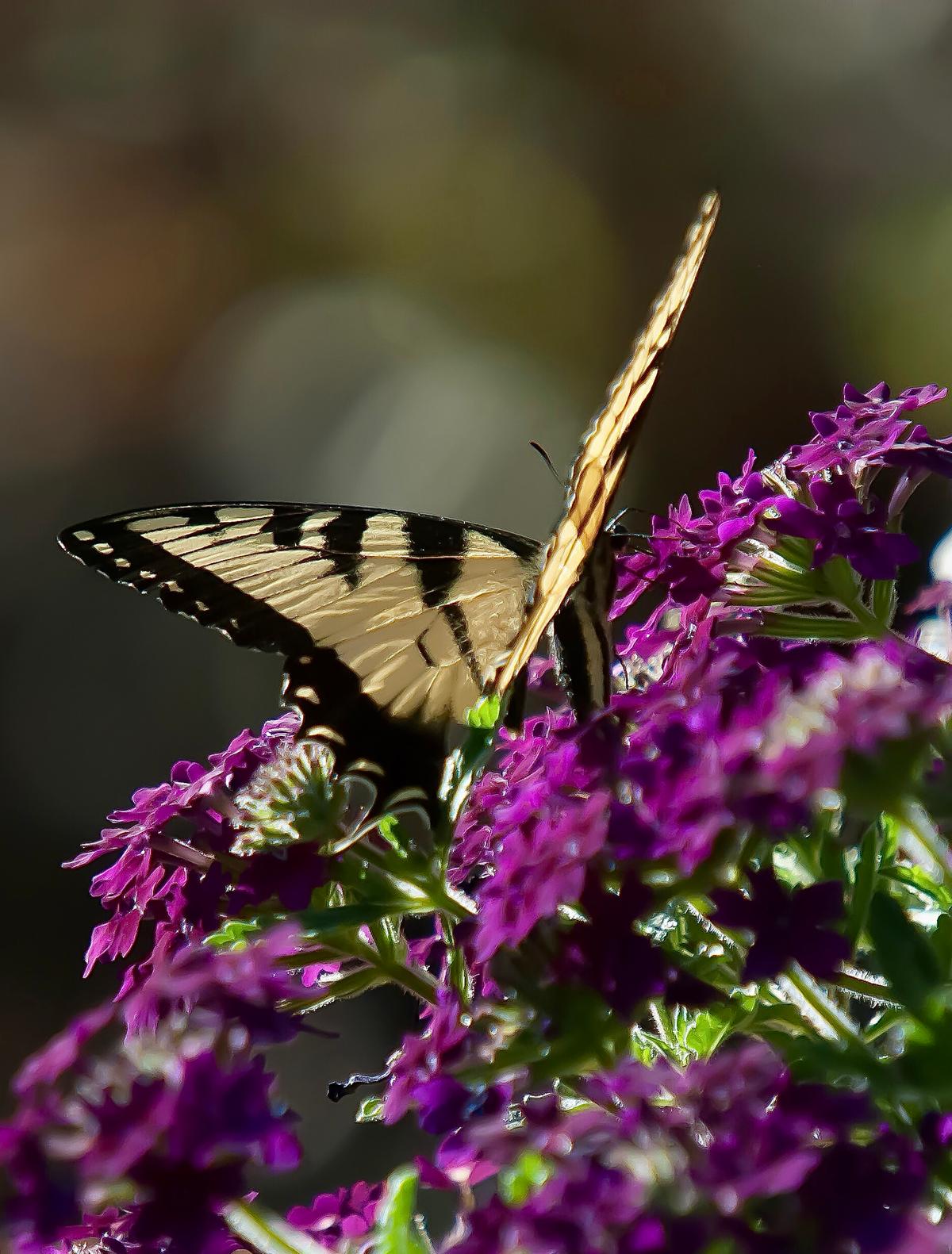 This Eastern Tiger Swallowtail was seen on the rare colored Superbena Royale Plum Wine. (Norman Winter/TNS)