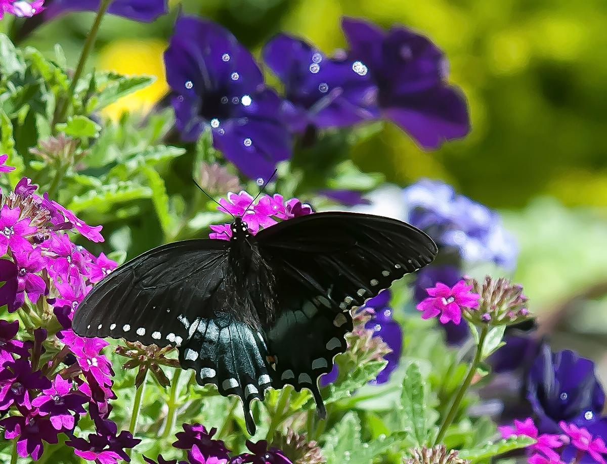 The first Spicebush Swallowtail was seen at The Garden Guy’s house on April10 feeding on Superbena Royale Plum Wine verbena. (Norman Winter/TNS)