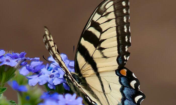 On Gardening: The Early Butterfly Gets the Verbena. Do You Have Them Planted?