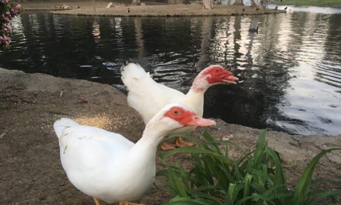 4 Ducks Shot to Death at Costa Mesa’s ‘Duck Park’