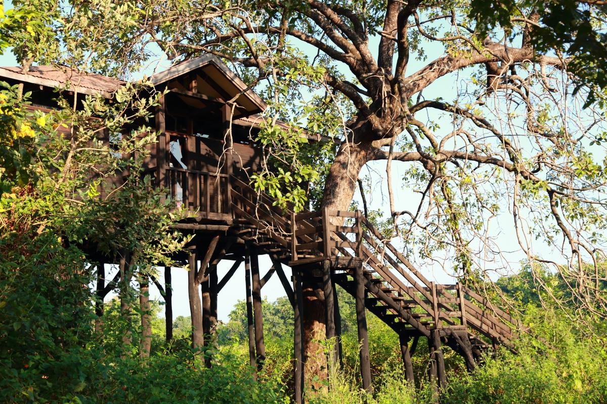 At home among the branches: Pench Tree Lodge. (Courtesy of Pench)