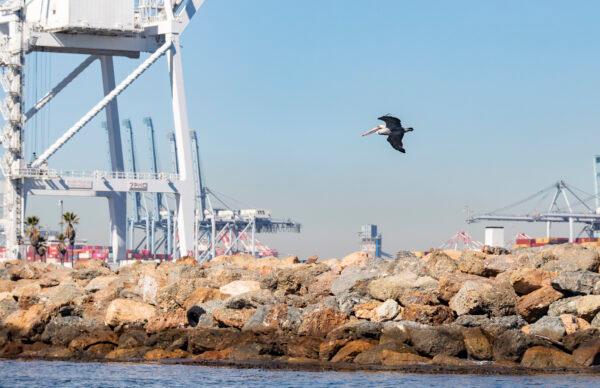 The Port of Long Beach in Long Beach, Calif., on Oct. 27, 2021. (John Fredricks/The Epoch Times)