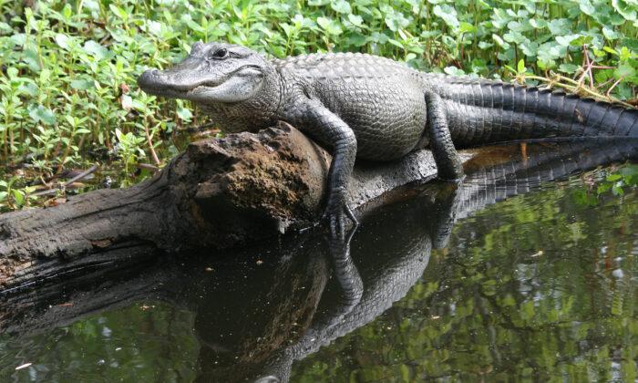It’s Mating Season for Alligators in Florida—New Residents Beware