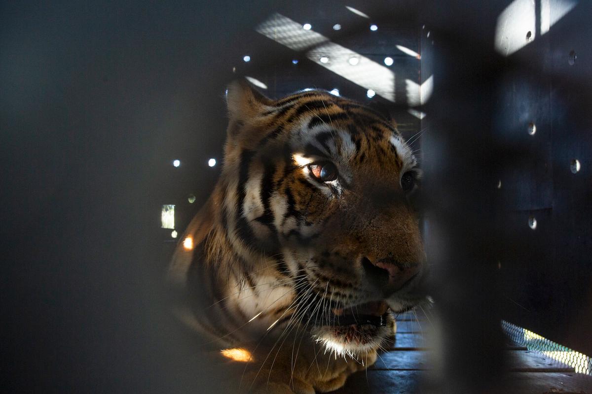 The "train tigers" were loaded into crates for transport to the airport in San Luis, Argentina, on March 9, 2022. (Courtesy of Hristo Vladev/Four Paws)
