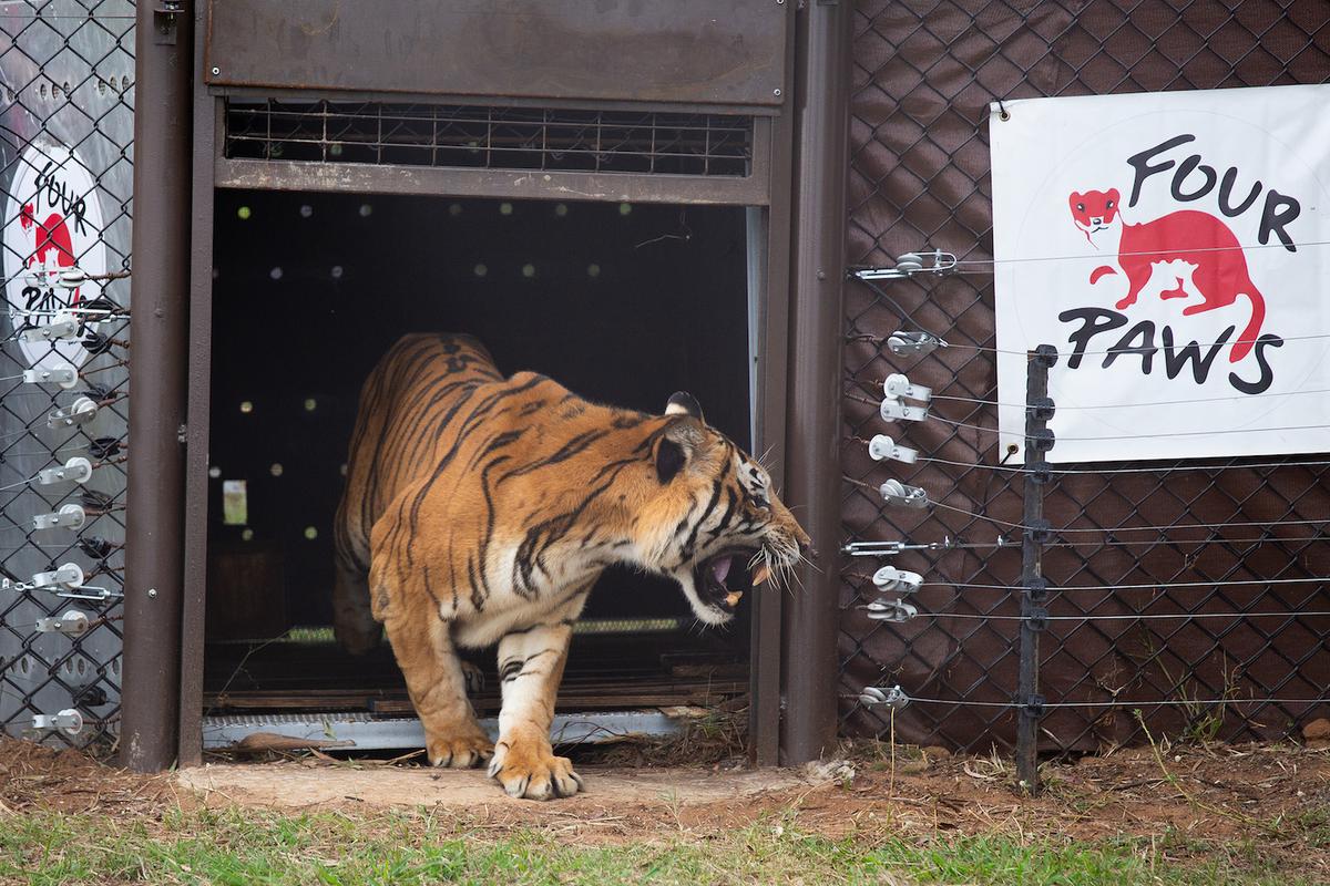 Sandro's release at Lionsrock Big Cat Sanctuary on March 12, 2022. (Courtesy of Daniel Born/Four Paws)