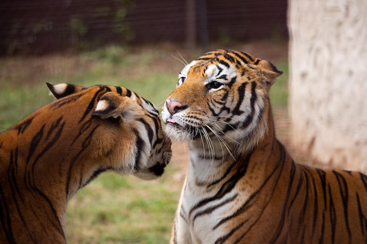 Tigers Messi and Sandro were released at Lionsrock on March 12, 2022. (Courtesy of Daniel Born/Four Paws)