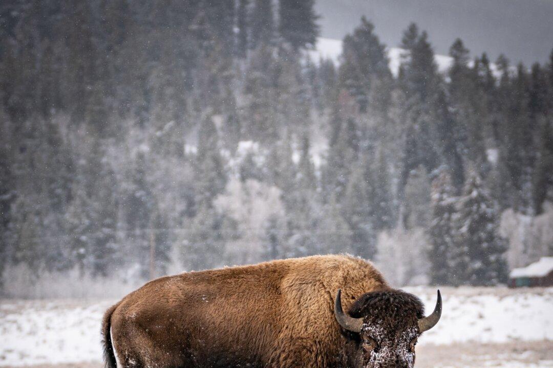 Where to See Bison, One of America’s Iconic Animals
