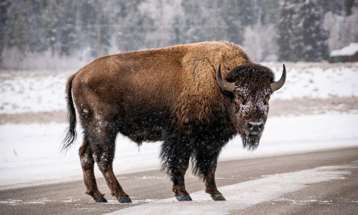 Where to See Bison, One of America’s Iconic Animals