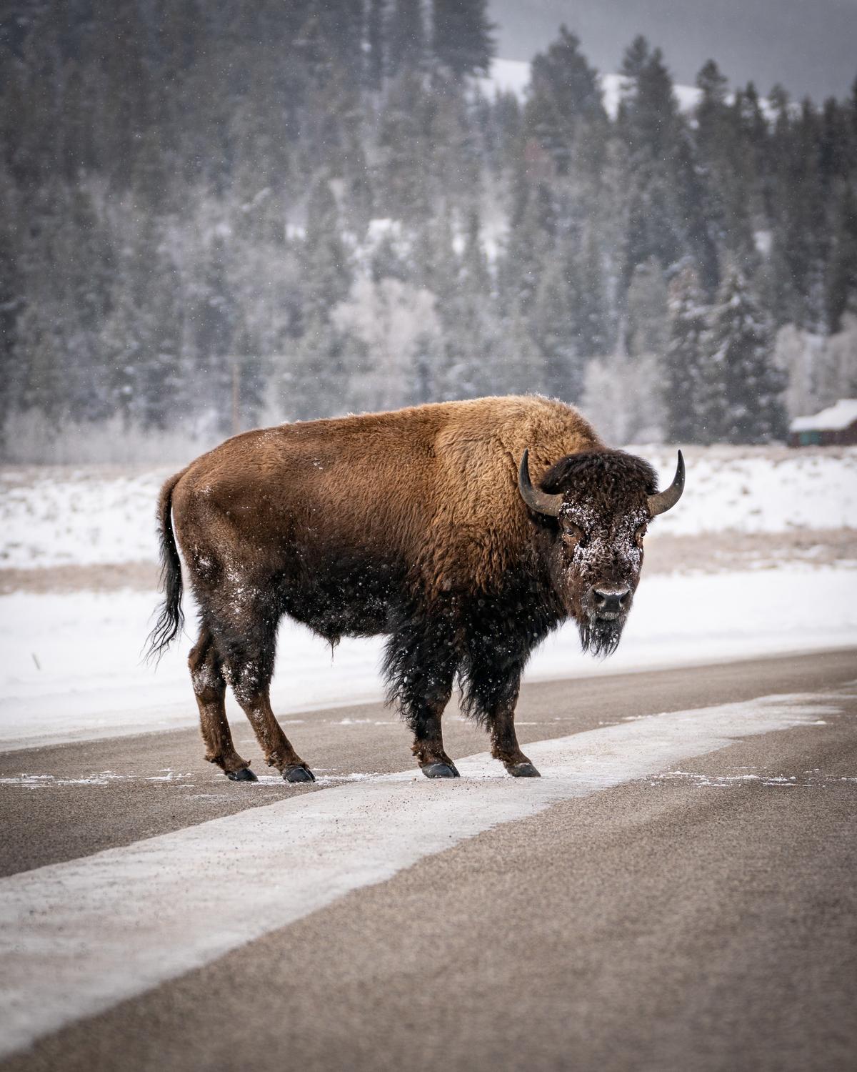 Where to See Bison, One of America’s Iconic Animals