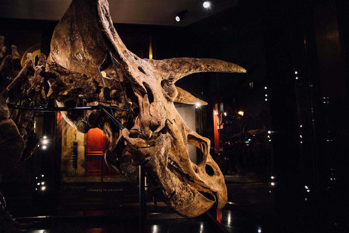 The restored skull of Big John (a Triceratops horridus) in lateral-posterior view. (SWNS)