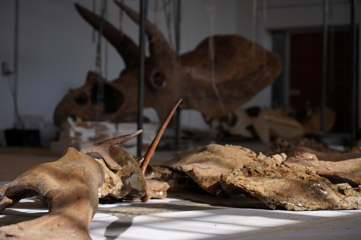 Big John fossil bones being restored in the laboratory of the Zoic Limited Liability Company in Trieste, Italy. (SWNS)