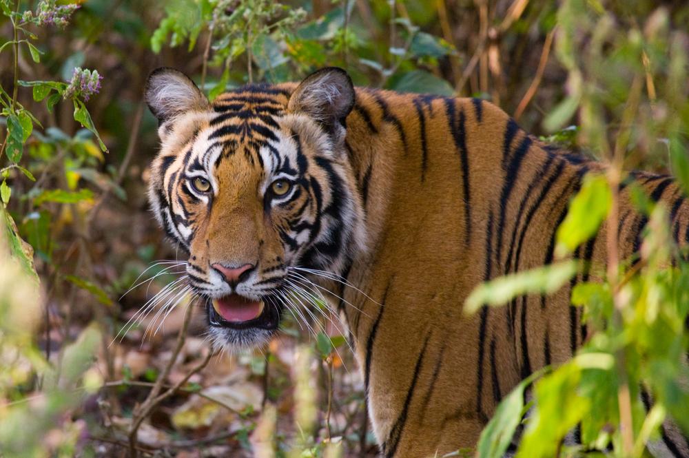 A tiger in Bandhavgarh National Park. (GUDKOV ANDREY/Shutterstock)