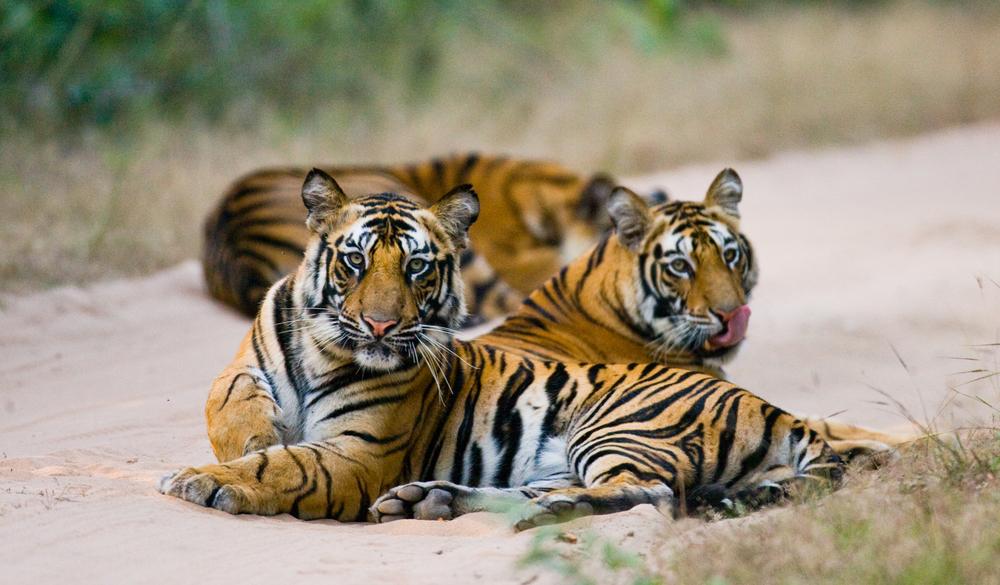 Tigers on the road in Bandhavgarh National Park. (GUDKOV ANDREY/Shutterstock)