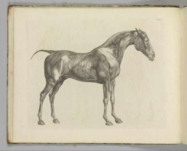 An etching from "The Anatomy of the Horse, including a particular description of the bones, cartilages, muscles, fascias, ligaments, nerves, arteries, veins, and glands," 1766, by George Stubbs. Etching; 18 1/4 inches by 23 inches. Gift of Lincoln Kirstein, 1953, The Metropolitan Museum of Art, New York. (Public Domain)