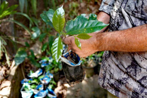 Fernando Jordan shows young coffee plants of the Arabica variety on April 20, 2022. (Cesar Calani/The Epoch Times)