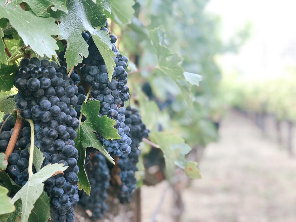 It all begins with the grapes; how and where they are grown, the soil and climate conditions, and much more all affect the quality of the wine. (Eva Fan/Unsplash)