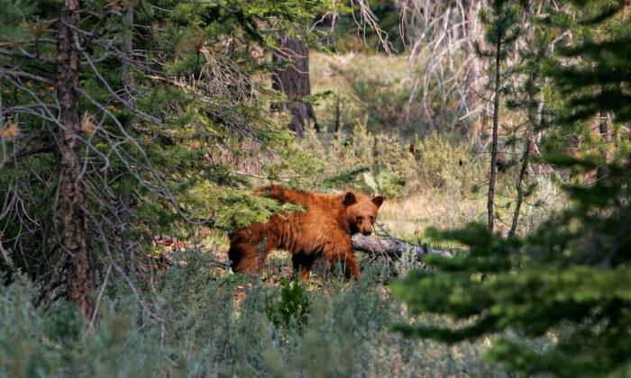 California Family Finds 5 Bears Hibernating Under Their Lake Tahoe Home
