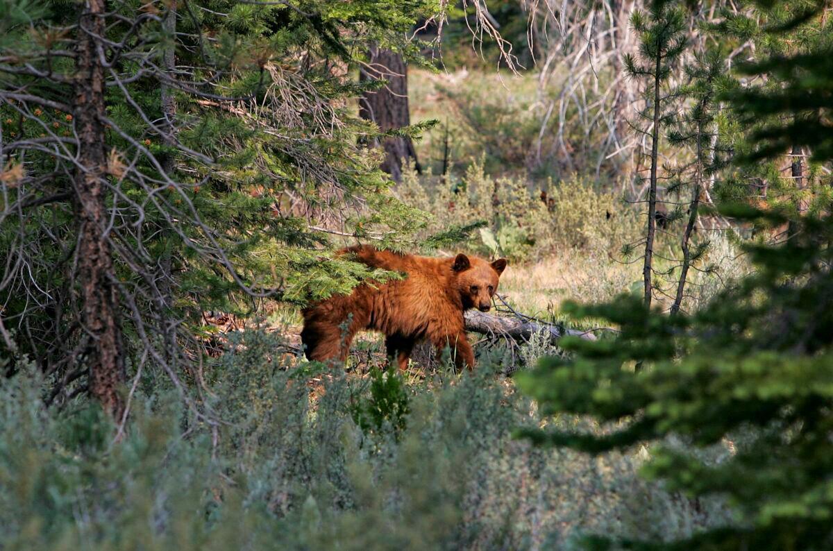 California Family Finds 5 Bears Hibernating Under Their Lake Tahoe Home
