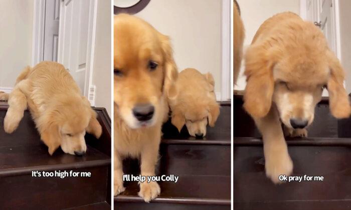 VIDEO: Older Dog Finally Softens When New Puppy Needs Help Climbing Stairs