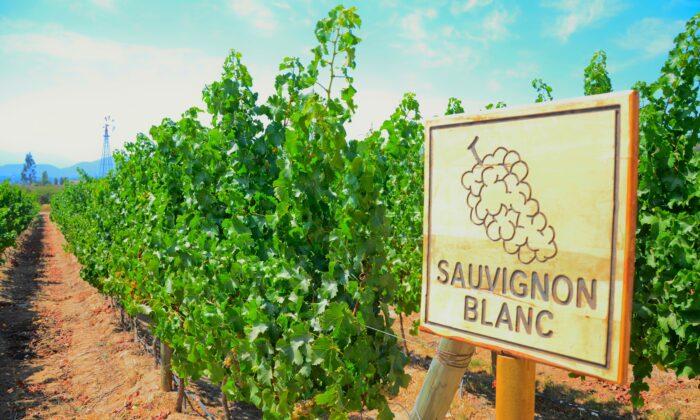 The Significance of Sauvignon Blanc