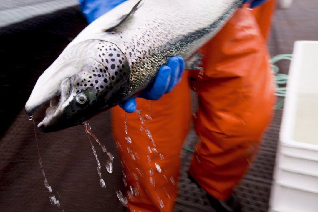 Lack of Fairness, Reasons Prompts Federal Court to Set Aside BC Fish Farm Phase-Out
