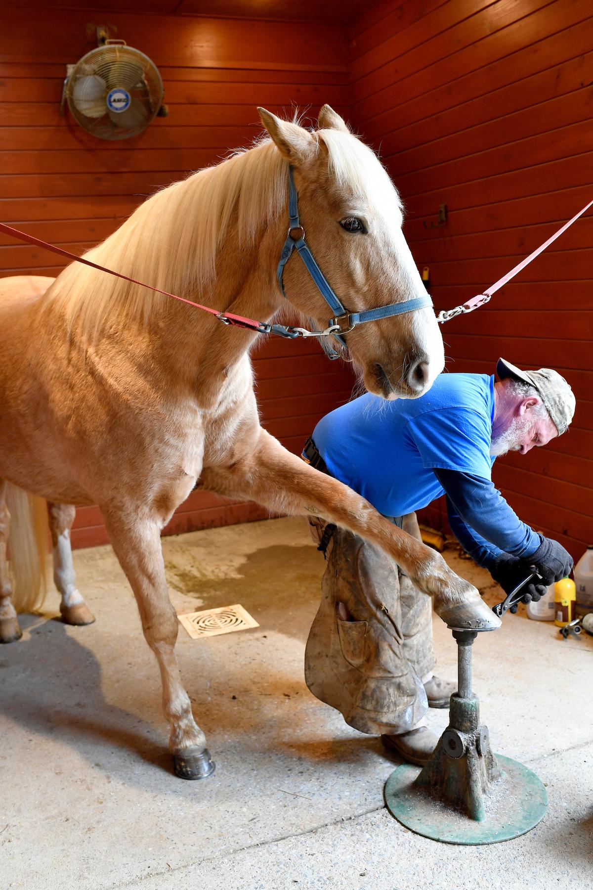 Corbin changes the horseshoes on Gambler's Golden Flame. (Randy Litzinger for The Epoch Times)