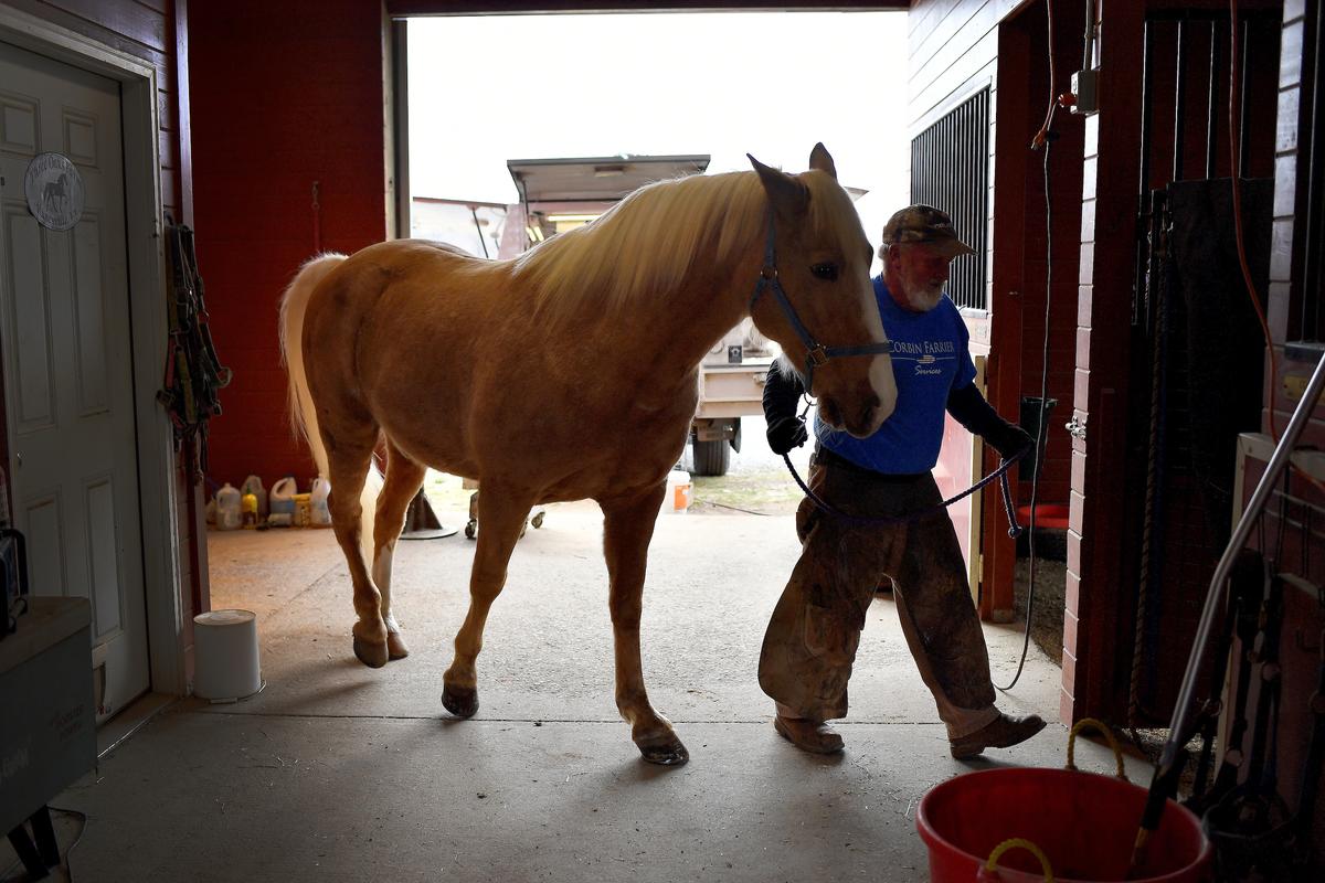 Corbin leads Gambler's Golden Flame outside after changing its horseshoes. (Randy Litzinger for The Epoch Times)
