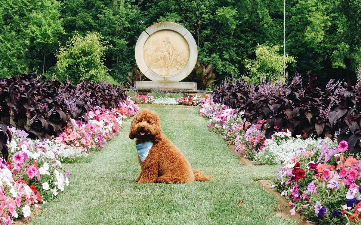 Furry Sympathy: Aunt Bea the Comfort Dog