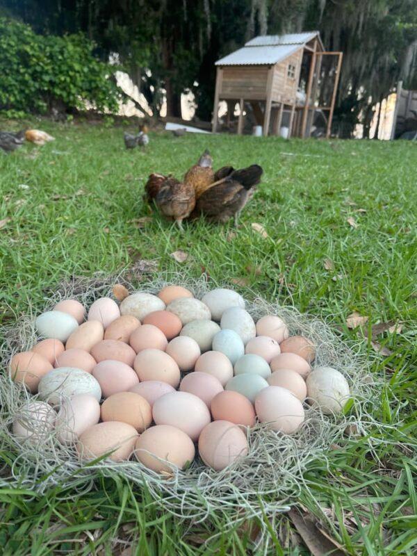 A display of the colorful eggs laid by Aimee Ward's chickens. (Courtesy of Aimee Ward)