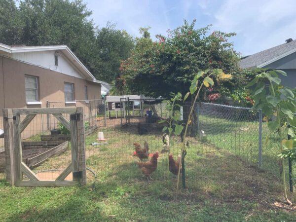 Chickens enjoying their backyard home in Winterhaven, Florida. (Courtesy of Elisabeth Rich)