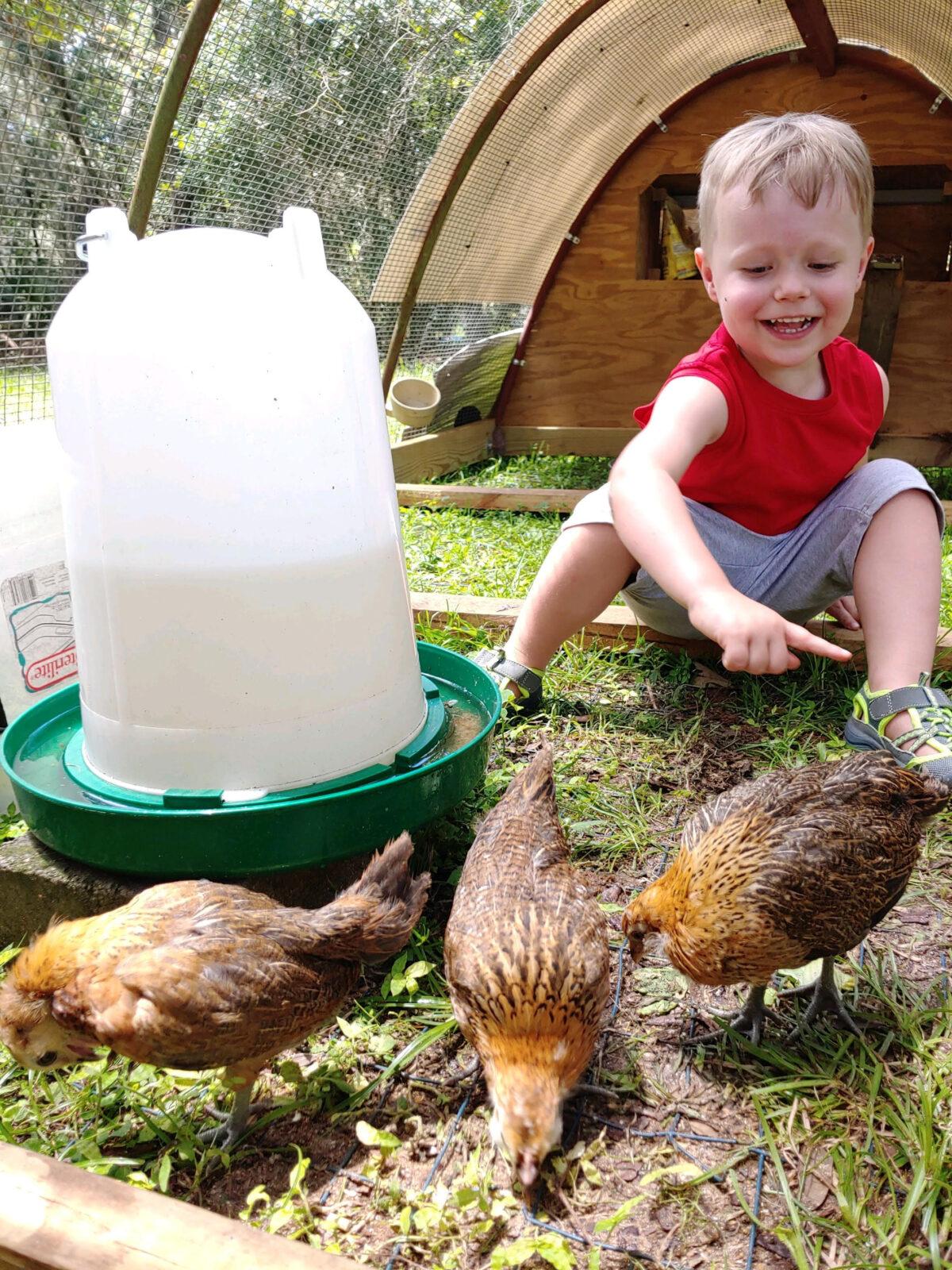 Meredith Meeks' son plays with their chickens inside the spacious, mobile chicken coop. (Courtesy of Meredith Meeks)