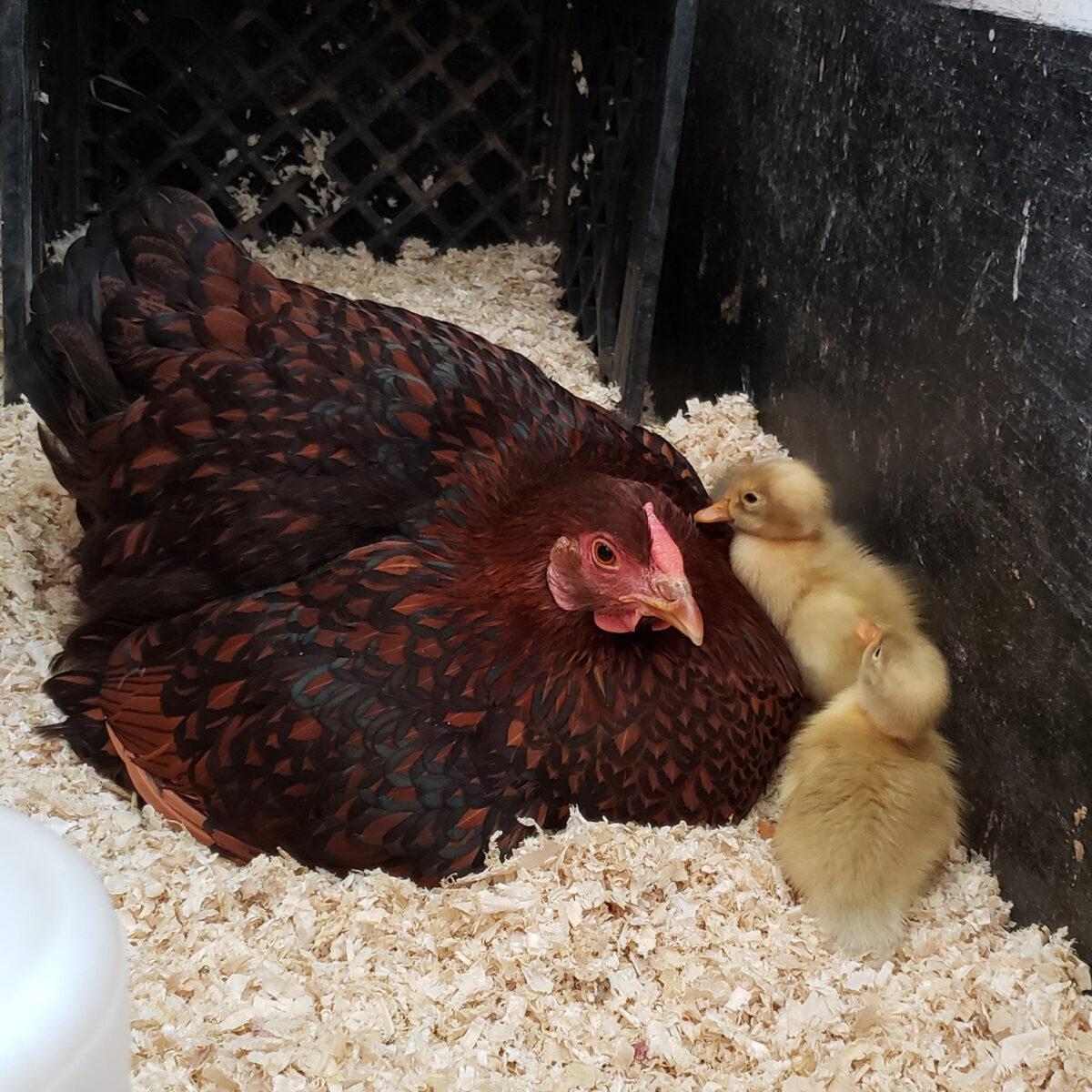 The golden laced Wyandotte, Miss Mimi, and her ducklings. (Courtesy of Laurie Neverman)