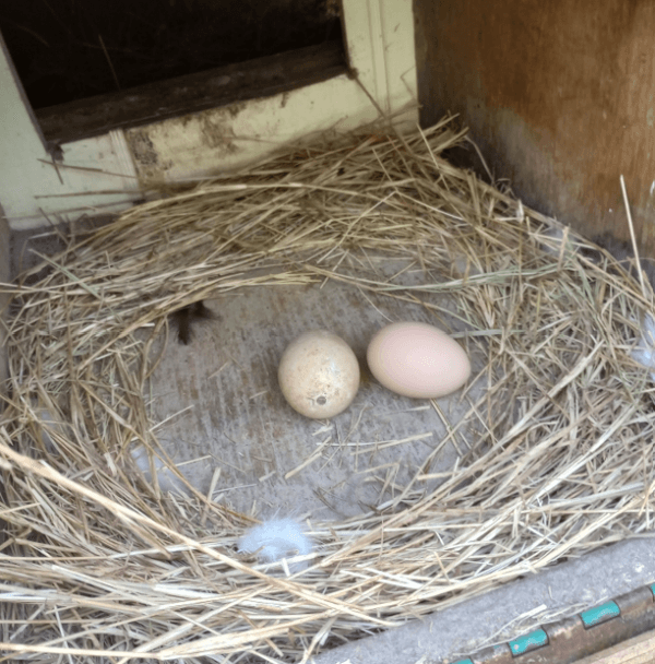 Two eggs in the nesting box of a chicken coop built by Joe Heinz of Hernando County, Fla. The one on the left is fake and used to teach young hens where they're supposed to lay their eggs. (Courtesy of Joe Heinz)