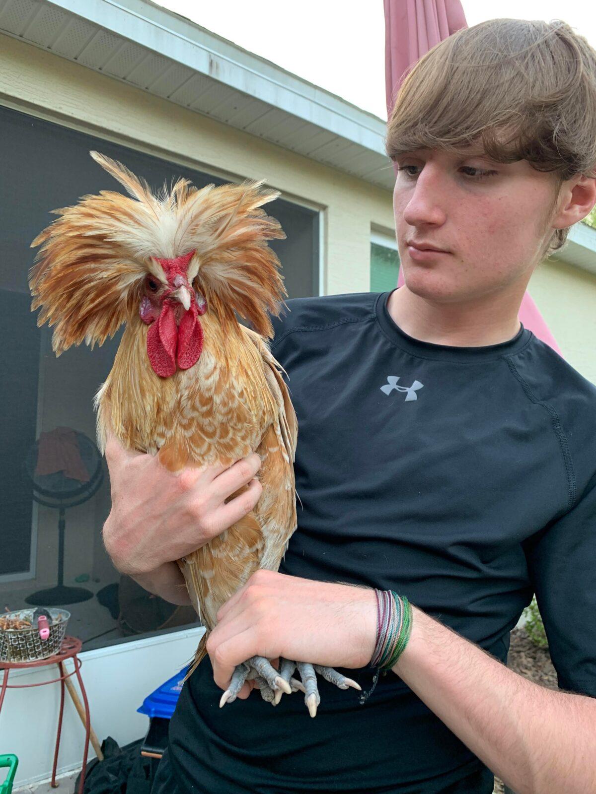 Sheilah Sepe Maples' son, Kyle Maples, 17, holds a popular ornamental breed of chicken known as a buff laced Polish. (Courtesy of Sheilah Sepe Maples)