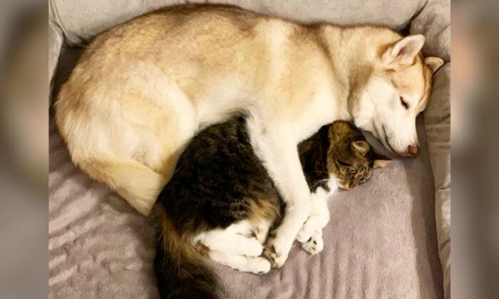 Siberian Husky Helps Kitten on the Brink of Death, Now They’ve Got an Incredibly Special Bond